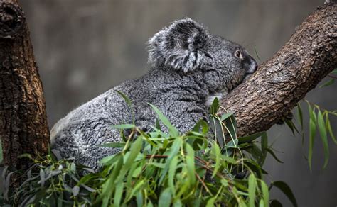 Koala on the tree 9 stock photo. Image of ecology, nice - 208989536