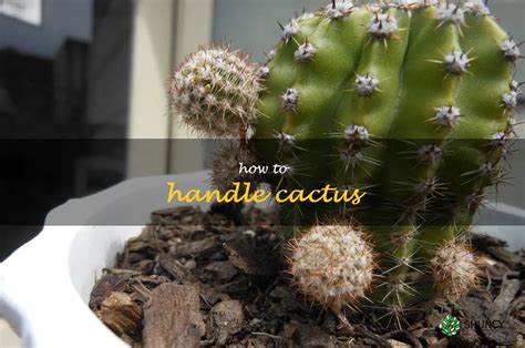 How To Care For Your Cactus Tips For Keeping It Healthy And Thriving Shuncy