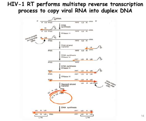 BIOL 4190 LSU Exam 2 Rui Lu Flashcards Quizlet