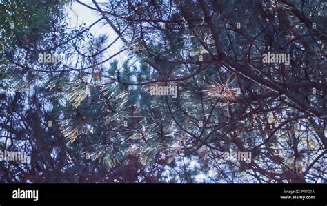 Canopy Of Evergreen Tree In Urban Park In The Summer Stock Photo Alamy