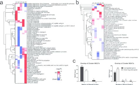 Functional Annotation And Clustering Of Cluster Signature Cs Genes