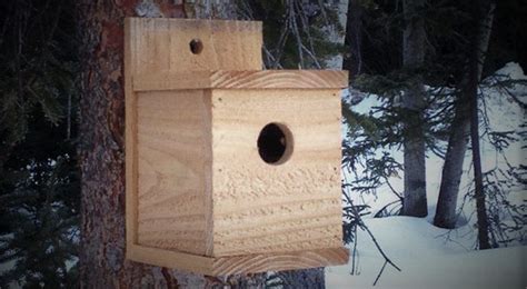 6 Easy DIY Free Bird House Plans - Greenmoxie™