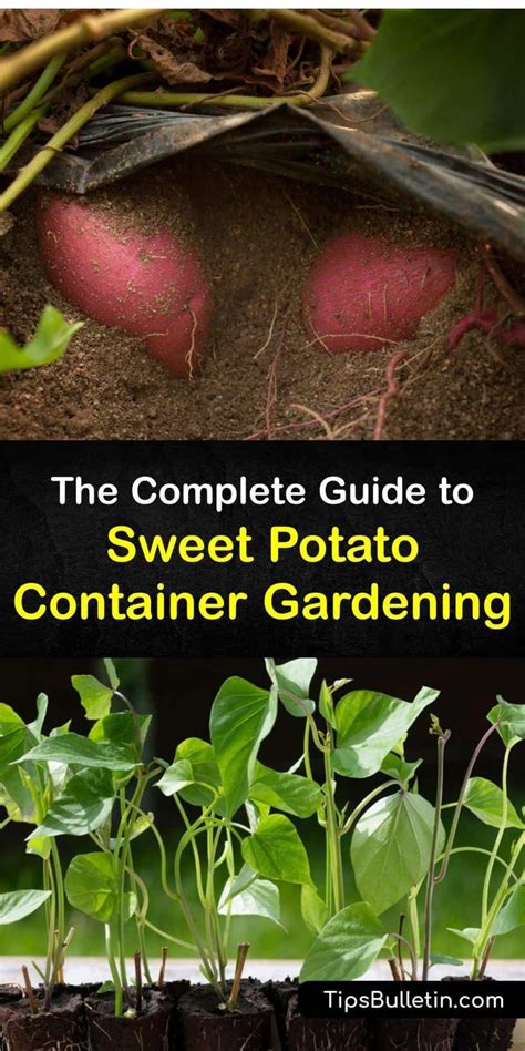 The Complete Guide to Sweet Potato Container Gardening | Growing sweet ...