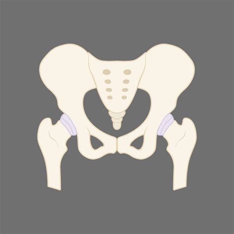 ilustración del hueso de la pelvis humana 10687542 Vector en Vecteezy