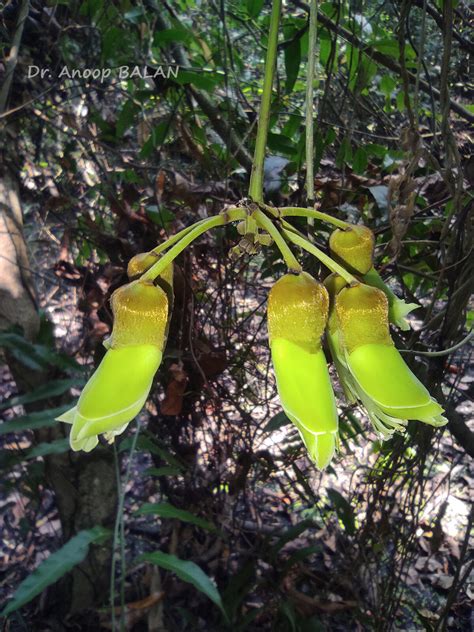 Mucuna Gigantea Willd Dc Plants Of The World Online Kew Science