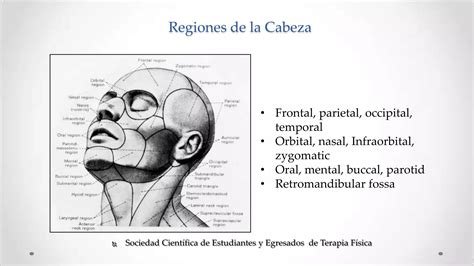 Anatom A Palpatoria Clase Cabeza Y Cuello Ppt