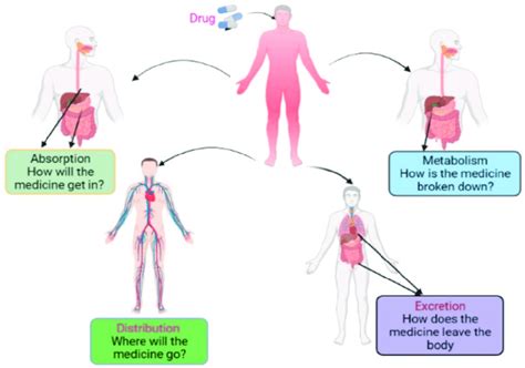 Schematic Representation Of Adme Approaches Required During The Drug