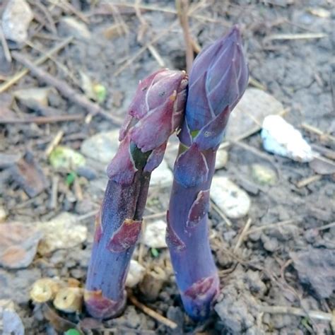 Purple Passion Asparagus Plant Stark Bros