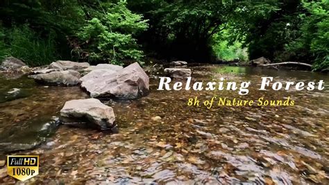 Relaxing Nature Sounds For Sleeping Natural Calm Forest Water Asmr