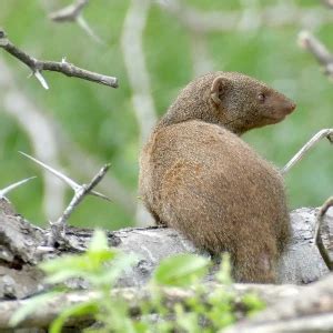 Common Dwarf Mongoose - Facts, Diet, Habitat & Pictures on Animalia.bio