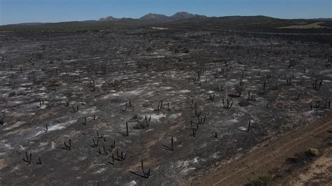 Sequía E Incendios Mas De 10 000 Hectáreas Arrasadas En Córdoba