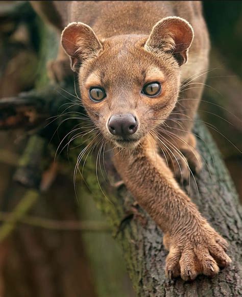 🔥 A Fossa from Madagascar is closely related to a Mongoose 🔥 : r ...