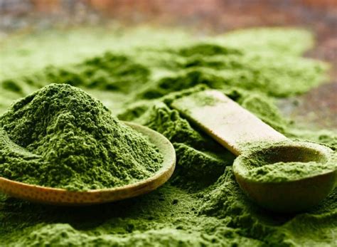 Green Borneo Kratom Benefits And Recommended Intake Procaffenation