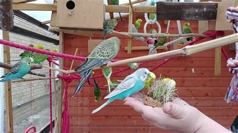 2 hours of Budgies Singing Playing in their Aviary | Mascotas