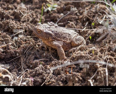 Common Toad Bufo Bufo Stock Photo Alamy