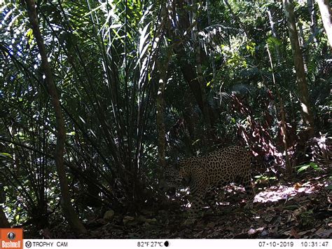 Estudo mostra que onças pintadas estão sob ameaça na Amazônia