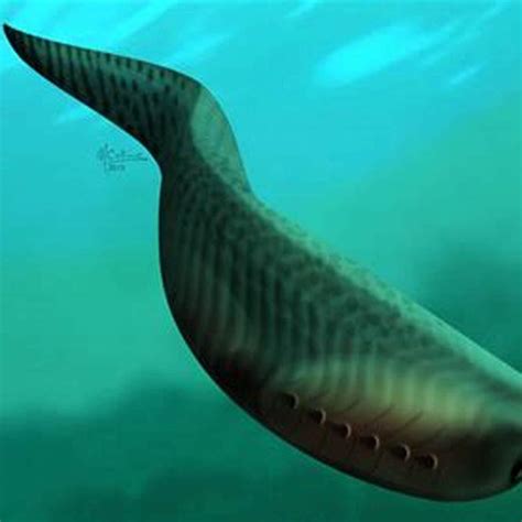 oldest fish   world diy seattle