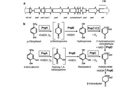 A Organization Of The Pnp Gene Cluster Involved In The Catabolism Of