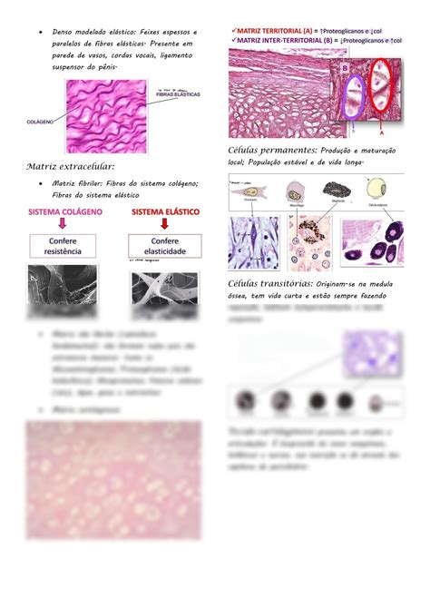 Solution Histologia Tecido Conjuntivo Studypool