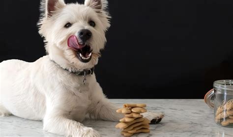 Elegir La Raza De Perro Adecuada Cu L Es La Mejor Raza