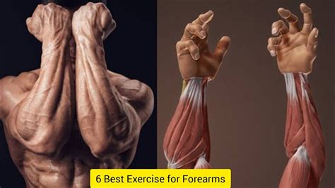 Best Exercise For Massive Forearms Builderway Youtube