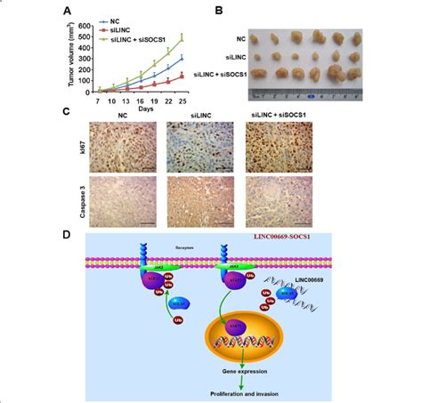 SOCS1 Is Indispensable For Tumor Promoting Function Of LINC00669 In