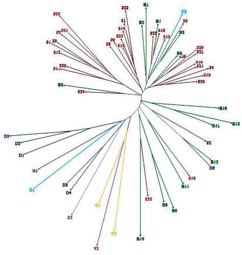 Dendrogram Using The Neighbor Joining Algorithm And Rogers Distance