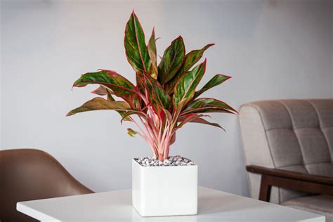 6 Reasons To Use Epsom Salt in Your Houseplants Today - Backyard Boss