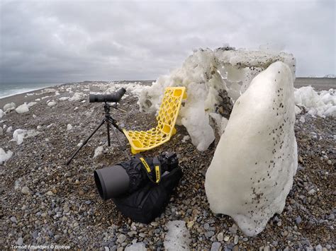 biotope: Gambell, St.Lawrence island - Alaska spring birding