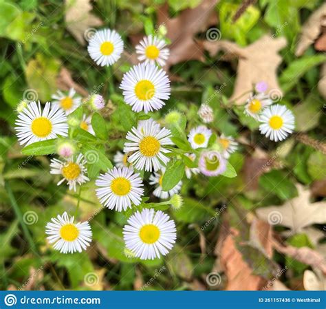 Annual Fleabane Daisy Fleabane Erigeron Annuus Herbaceous Stock