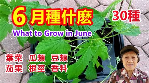 6月種什麼30多個品種葉菜類茄果類瓜類根莖類豆類香料類 What to Grow in June YouTube