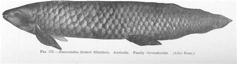 Australian Lungfish Neoceratodus Forsteri Ultimate Care Guide Fish