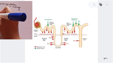 Osmoregulatory Function Of Kidney Biology 10 Youtube