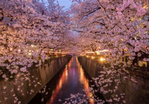 Actualiser 99+ imagen cherry blossom cruise japan 2023 - fr ...