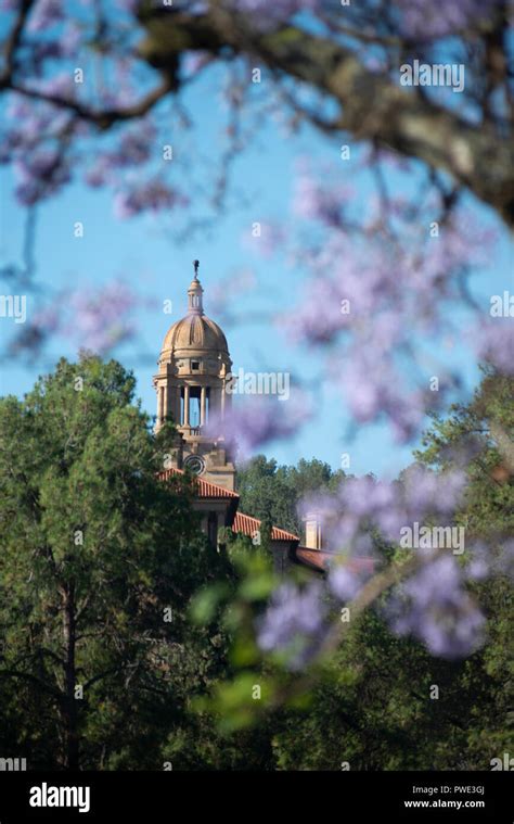 jacaranda trees  bloom pretoria  res stock photography  images