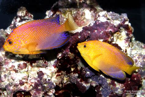 Pygmy Angelfish Captive Care Frank Baensch