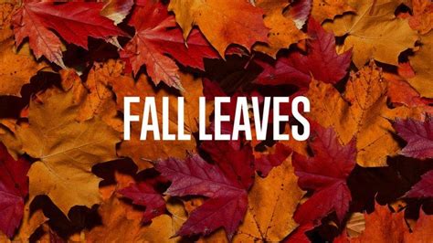 Fall Leaves 02 | ProContent | WorshipHouse Media