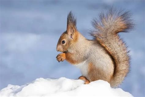 Where Do Squirrels Go in the Winter? - Wildlife Informer