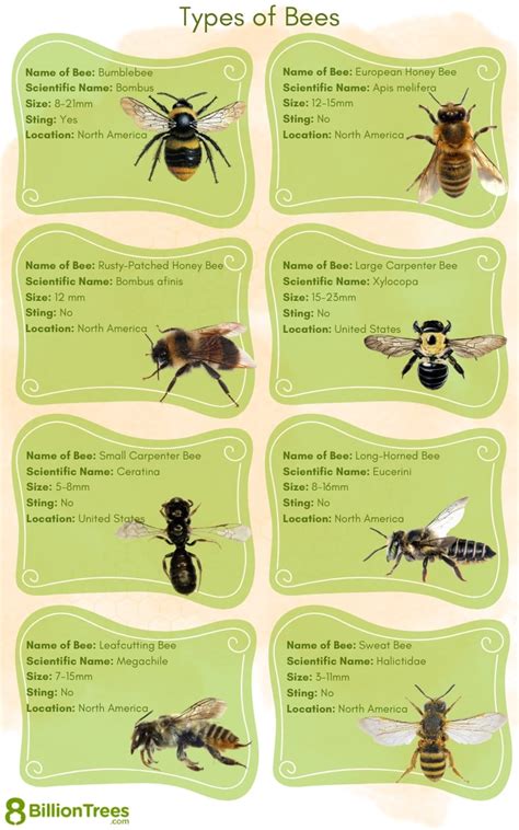 Free Printable Bee Identification Charts [PDF]