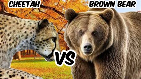 Cheetah Vs Bear Brown Bear Vs Cheetah Youtube