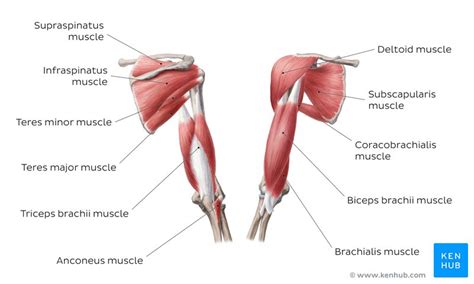 Learn All Muscles With Quizzes And Labeled Diagrams Kenhub