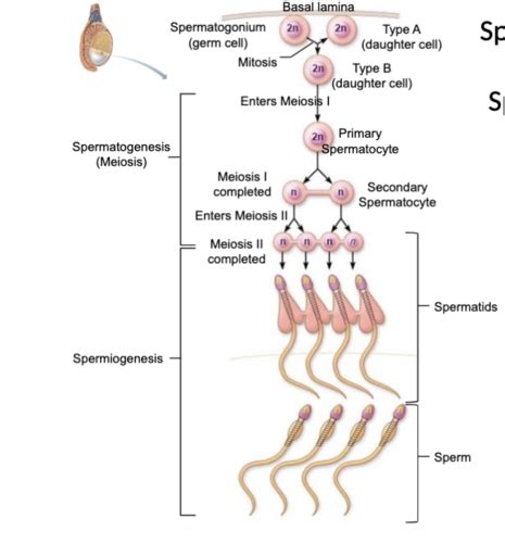 Reproductive System Lecture Exam Flashcards Quizlet