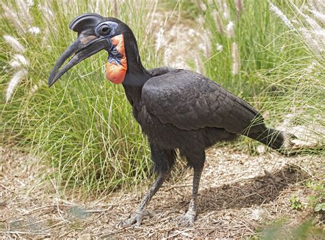 Pictures And Information On Northern Ground Hornbill