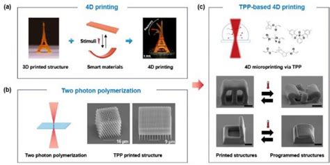 南方科技大学等基于双光子聚合的4D打印及其应用 3D科学谷