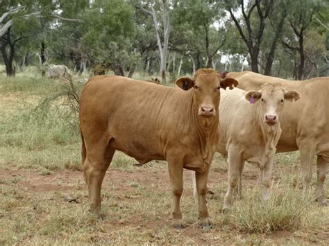 Approx 6 Decks Of Mixed Sex Charolais Weaners TopX Australia