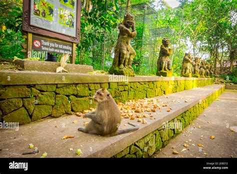 Long Tailed Macaques Macaca Fascicularis In The Ubud Monkey Forest