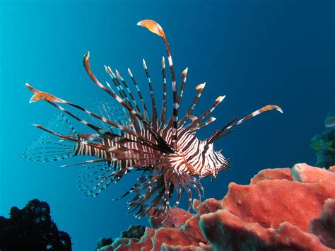 Lionfish Exhibit East Idaho Aquarium