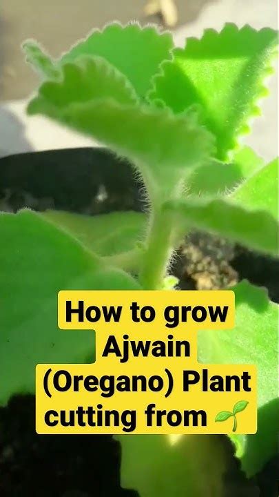 How To Grow Ajwain Plant From Cutting Oregano Shorts Ajwainplant