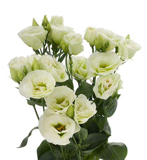 Eustoma Russellianum F1 Eustoma Russellianum F1 Cessna Green III