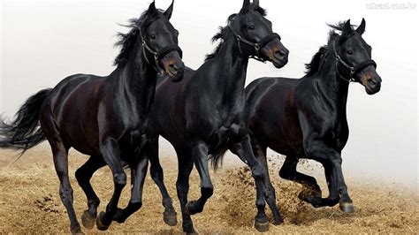 Fotos E Imagens De Cavalos Bonitos